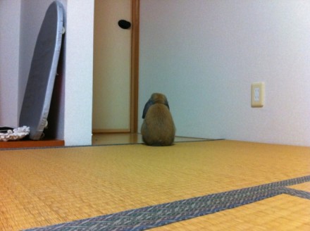 ムッシュ ムッシュ